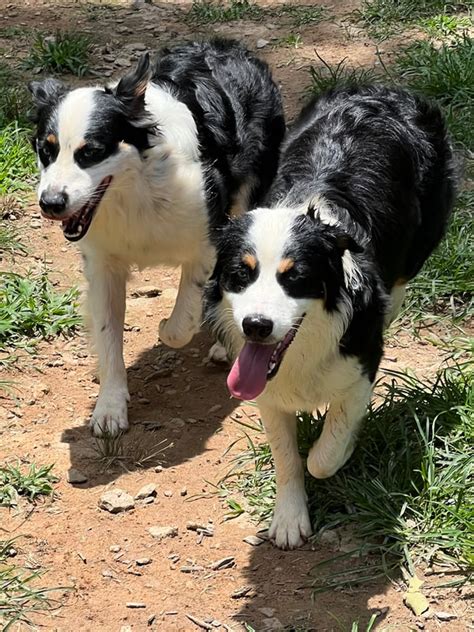 thousand hills australian shepherds.